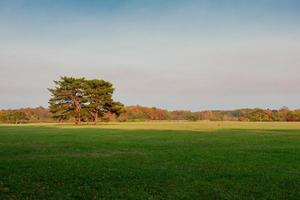 prachtig herfstlandschap met gele bomen en zon foto