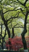 het prachtige lentelandschap in het bos met de frisgroene bomen en het warme zonlicht foto