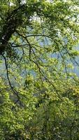 het prachtige lentelandschap in het bos met de frisgroene bomen en het warme zonlicht foto