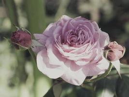 roze vintage bloemen in warme tinten foto