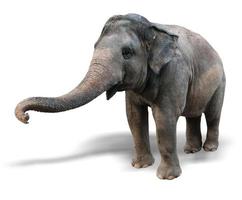 olifant op een witte achtergrond foto