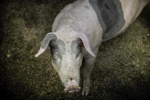 varkensneus in de pen. ondiepe scherptediepte. foto