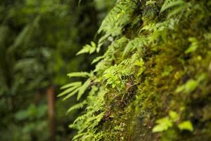 close-up mos groeien boomstam tropisch bos foto