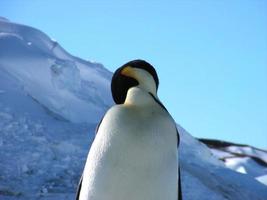 keizerspinguïns in het ijs van antarctica foto