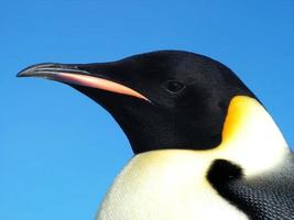 keizerspinguïns in het ijs van antarctica foto