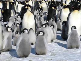 keizerspinguïns in het ijs van antarctica foto