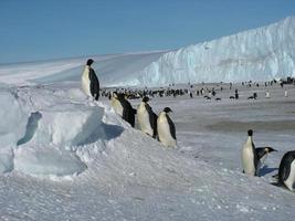 keizerspinguïns in het ijs van antarctica foto