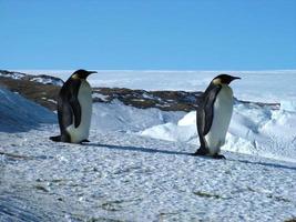 keizerspinguïns in het ijs van antarctica foto