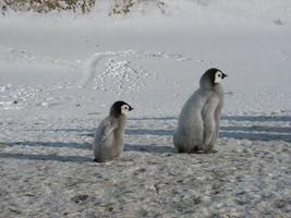 keizerspinguïns in het ijs van antarctica foto