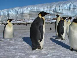 keizerspinguïns in het ijs van antarctica foto