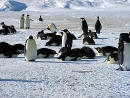 keizerspinguïns in het ijs van antarctica foto