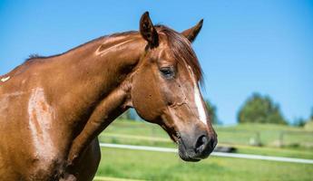 bruin paard tegen blauwe lucht close-up shot foto