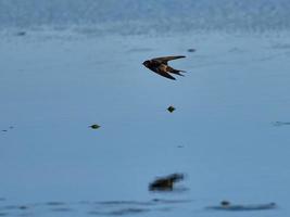 fauna in de albufera van valencia, spanje foto