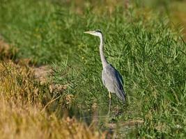 fauna in de albufera van valencia, spanje foto