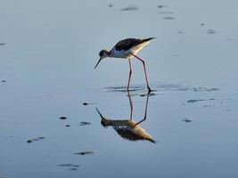 fauna in de albufera van valencia, spanje foto