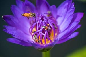 bijen halen nectar uit de prachtige paarse waterlelie of lotusbloem. macro foto van bij en de bloem.