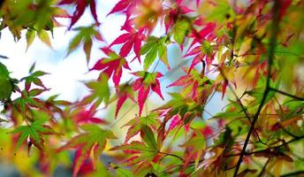 herfst blad achtergrond foto