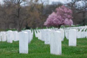 Arlington National Cemetery met prachtige kersenbloesem en grafstenen, Washington DC, Verenigde Staten foto