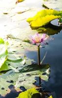 lotusbloem in warm water foto