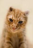 close-up portret op mooie kat