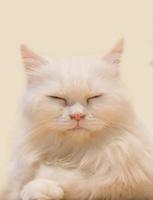 close-up portret op mooie kat