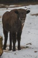 Europese bizon in de winter foto