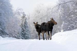 winter eland manitoba foto