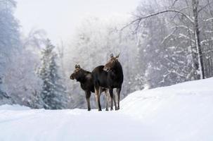 winter eland manitoba foto