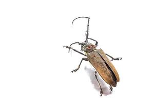 Boomboorder batocera rufomaculata geïsoleerd op een witte achtergrond foto