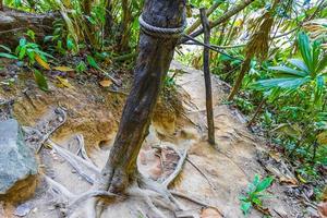 wandelen natuurpad in tropisch jungle bos lamru nationalpark thailand. foto