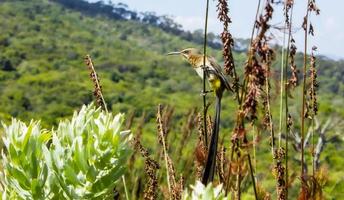 Kaapse suikervogel zittend op planten bloemen, kirstenbosch. foto