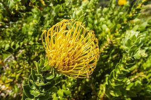 leucospermum patersonii silveredge speldenkussen geel fynbos, kaapstad. foto