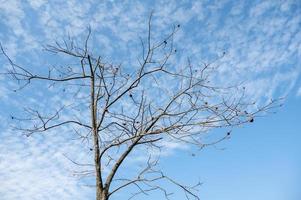 droge bomen onder blauwe lucht en witte wolken foto