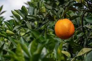 close-up gouden sinaasappels die aan groene takken en bladeren hangen