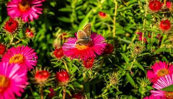 fotografie naar thema prachtige zwarte vlinder monarch foto