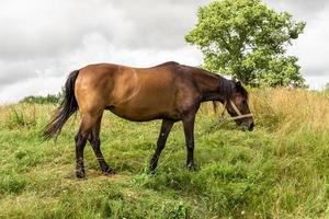 mooie wilde bruine paardenhengst op zomerbloemenweide foto