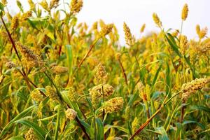 sorghum of jowar graanveld foto