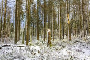 stervende zilveren bos gesneeuwd in landschap brocken berg harz duitsland foto