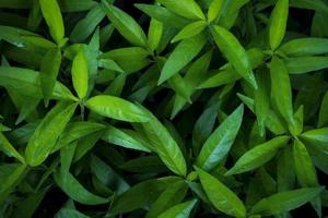 groene bos tropische plantenbladeren foto