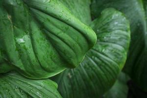 tropische groene bladeren plant achtergrond foto