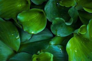 groene bos tropische plantenbladeren foto