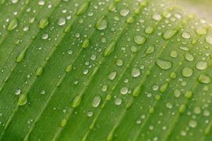 groen blad met regendruppel. macro-opname