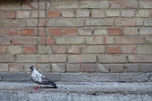 duif en wall.bird en oude muur. grijze duif zittend op een vintage muur. vogels en muren. foto