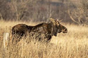 wilde prairie-eland foto