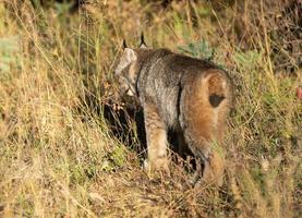 wilde lynx manitoba foto