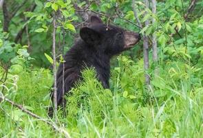 zwarte beer noord canada foto