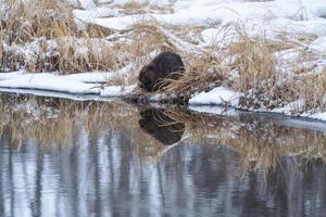 bever in de winter foto