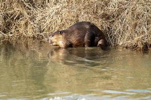 bever in het voorjaar foto