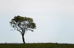 prairie eenzame boom foto
