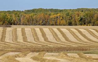 herfst noordelijk saskatchewan foto